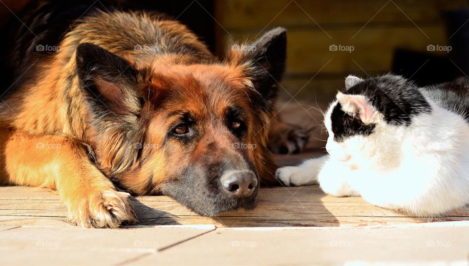 German Shepherd and the Cat