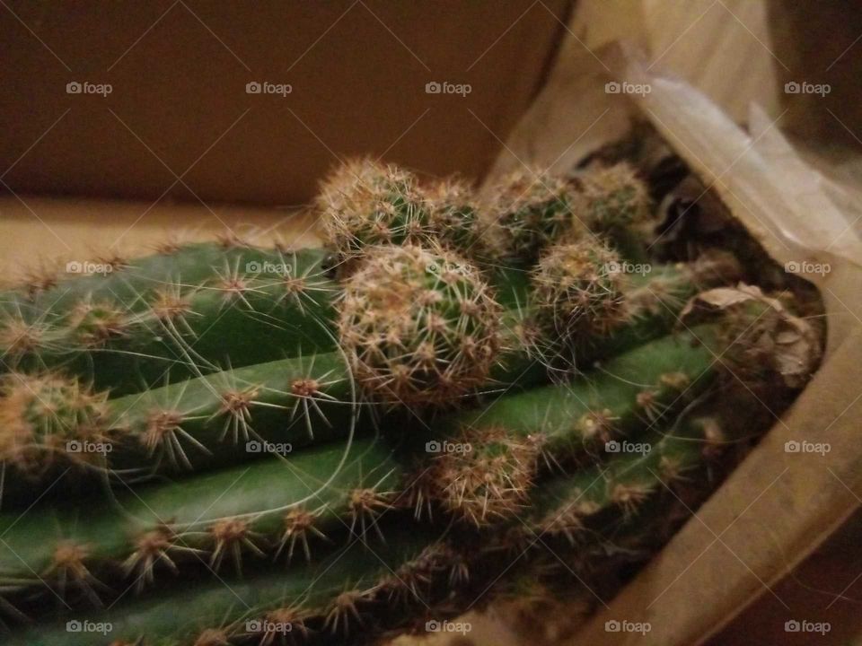 cactus offspring