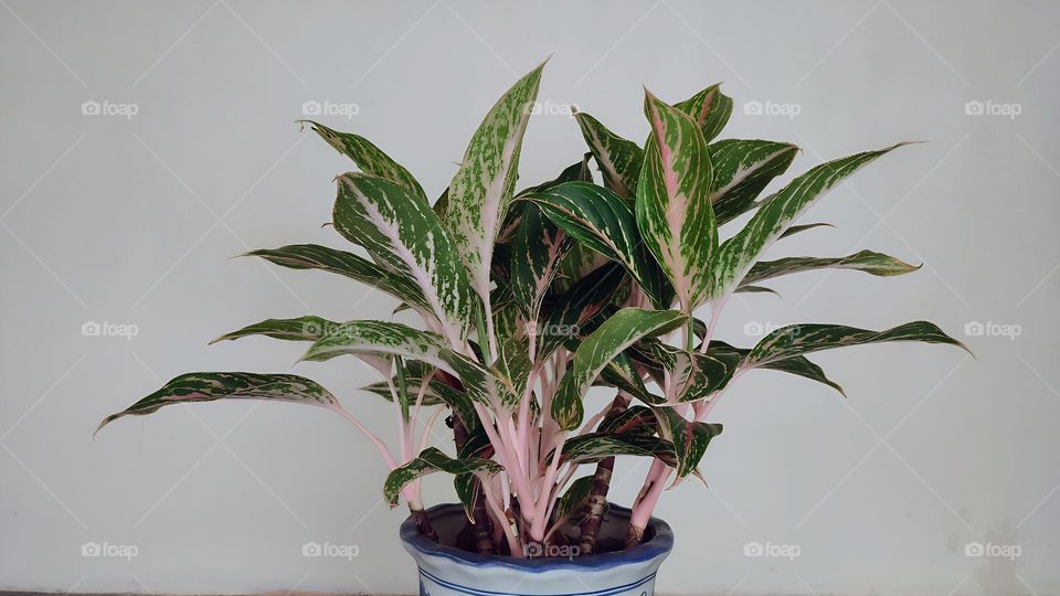 Aglonema butterfly flower.
It has a leaf shape dominated by green and pink on the leaf veins, making this plant an ornamental plant that many people like.