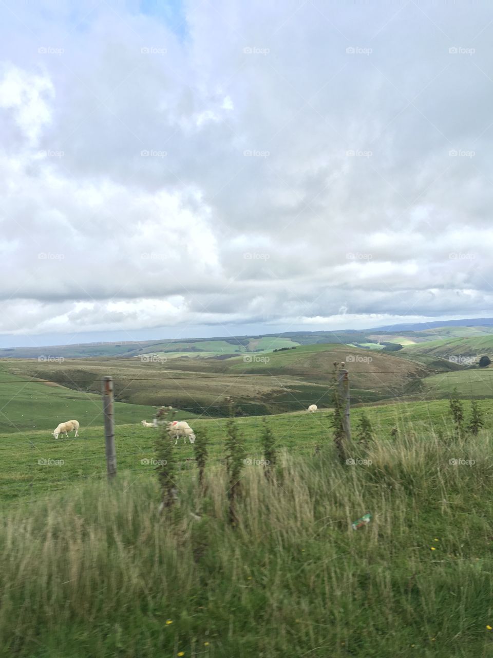 Km valley views sheep 