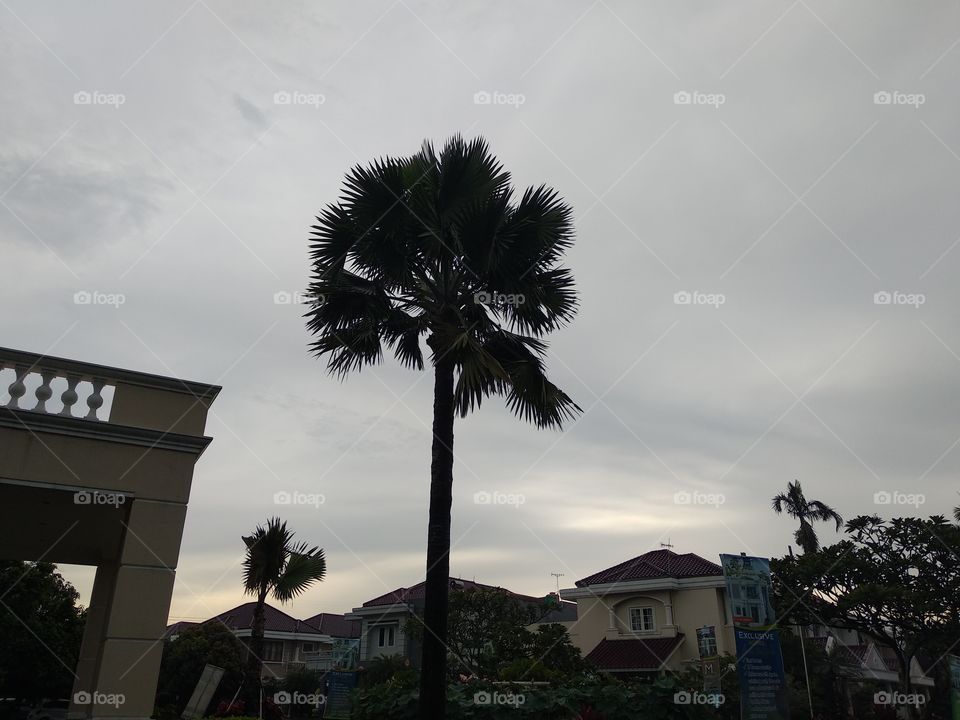 Palm