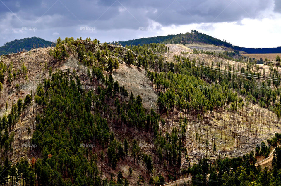 deadwood south dakota trees black hills by refocusphoto