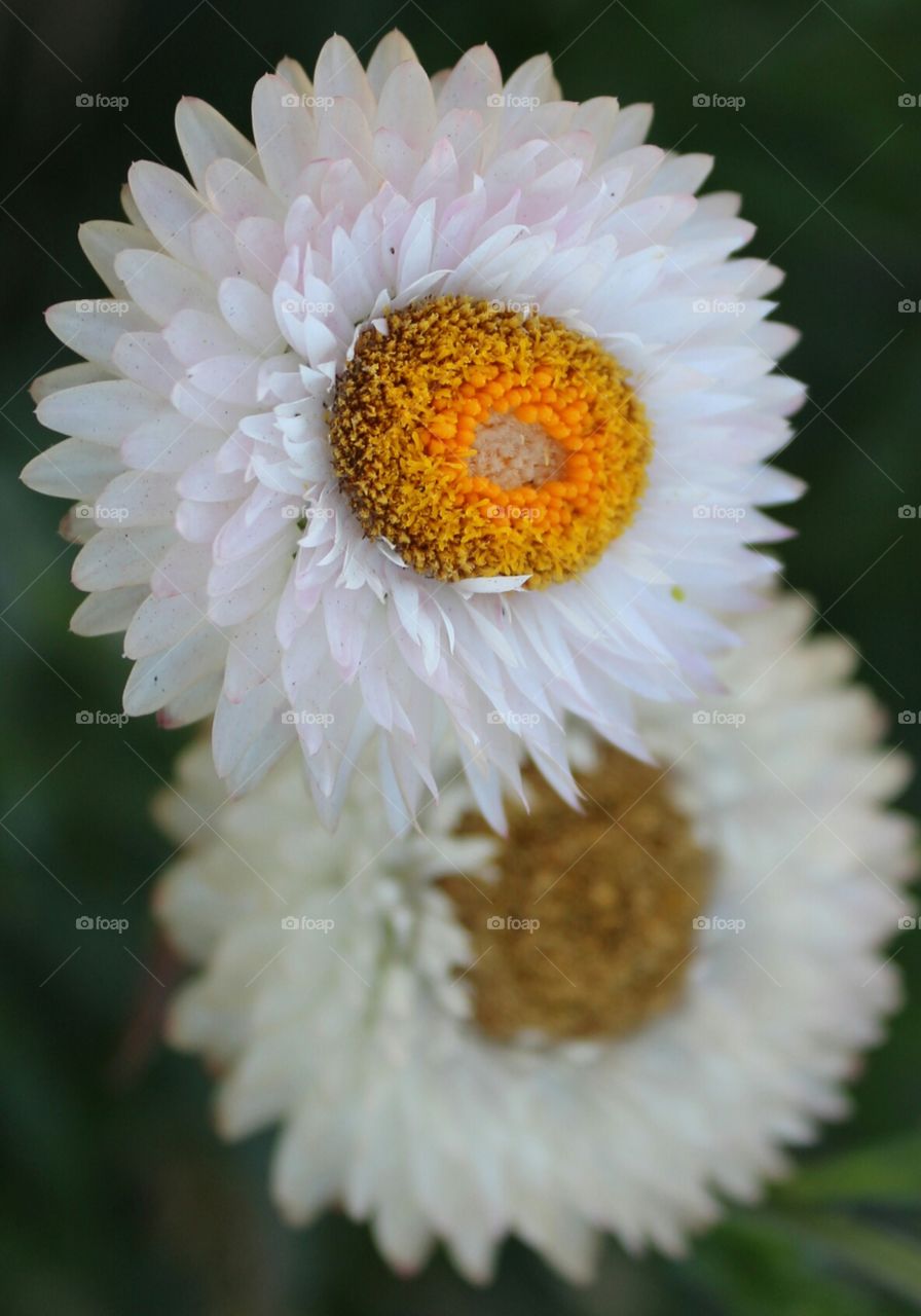 flower. Plant. Color. Blurred. yellow. flower grown from a Community flower garden in West Sacramento California
