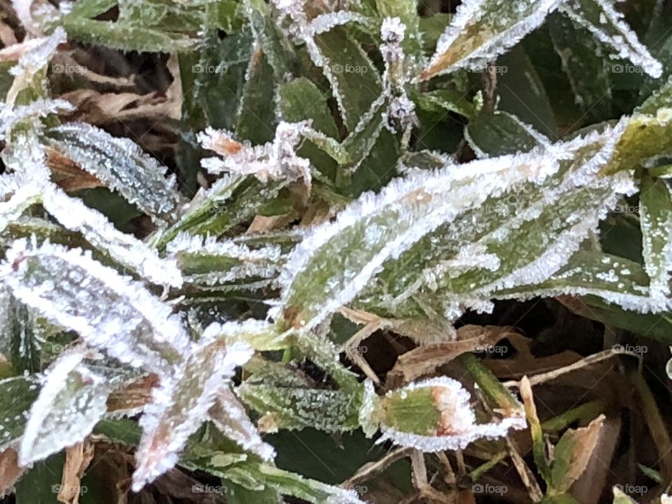 Frost on morning grass and leaves