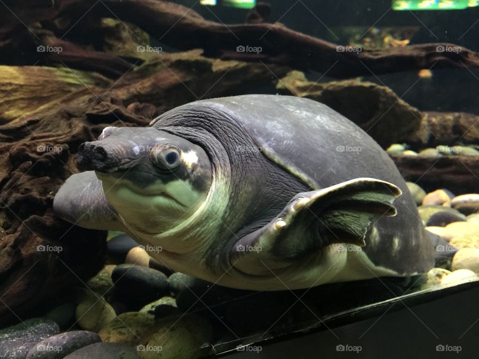 Fly River Turtle (pig nosed turtle) swimming at Sea World in San Diego, California 