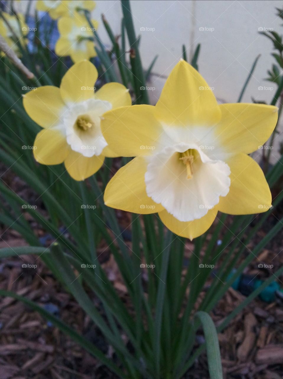 jonquil, daffodil