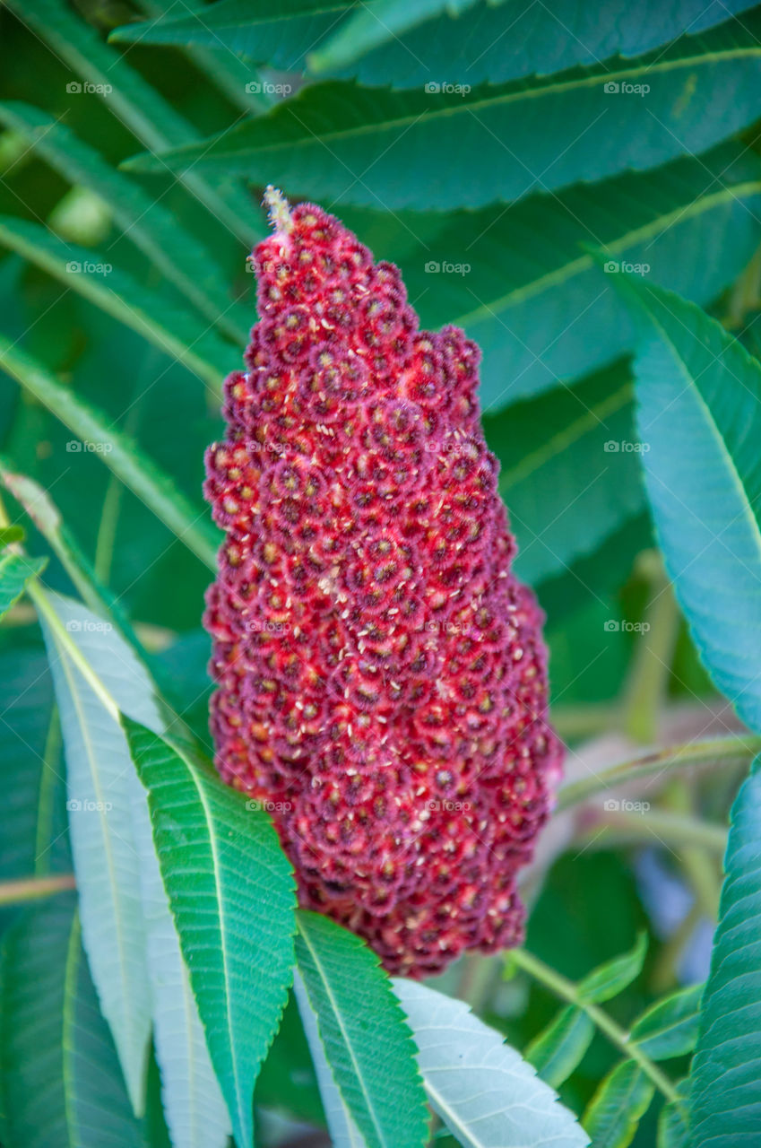 Red flower