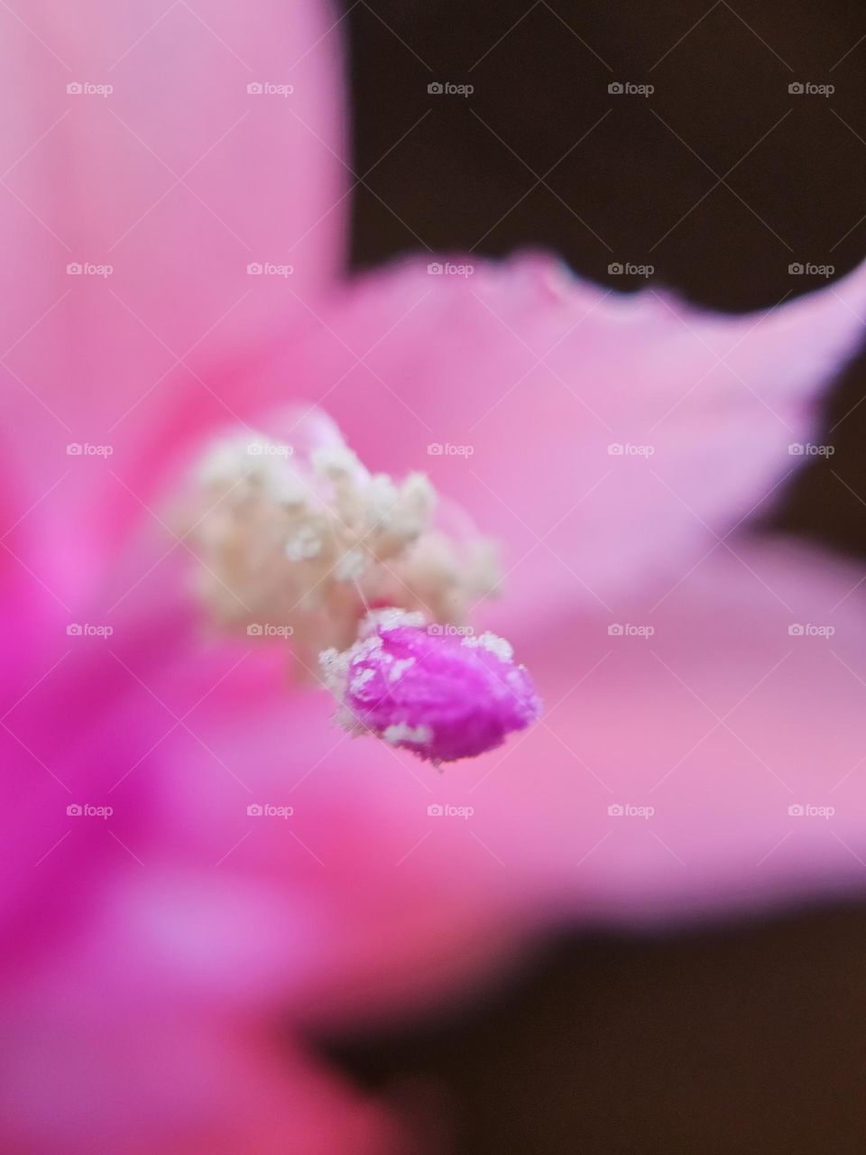 "Pastel pink blur." A False Christmas cactus or Schlumbergera truncata in an artistic photo where the focus is on stamen and anther. Beautiful pink against a dark background.