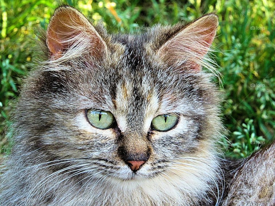 head shot beautiful cat with green eyes
