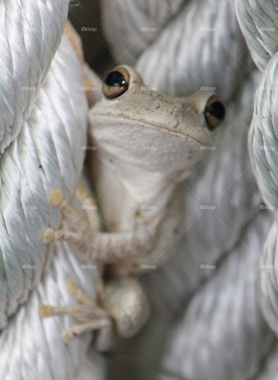 Tree frog on a rope