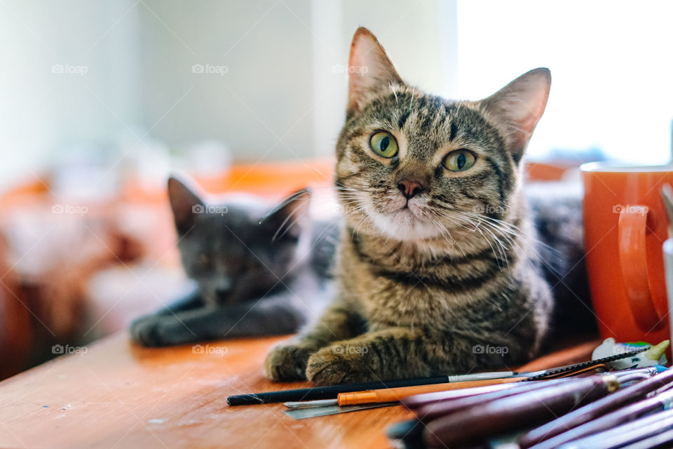 artist's cats
