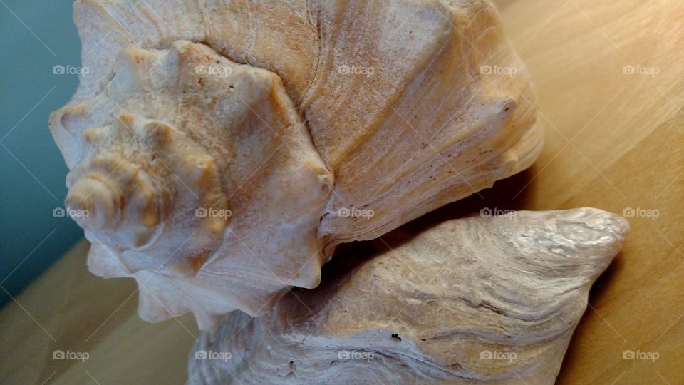 Seashell conch