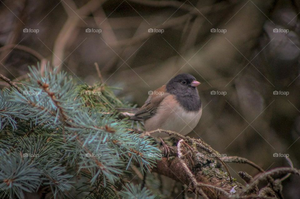A solitary Dark eyed Junco perches on a pine branch to rest. It’s known for it’s dark coloured eyes and dark chocolate brown head. Its feathers are puffed out to keep warm against the cool air blowing through the forest.