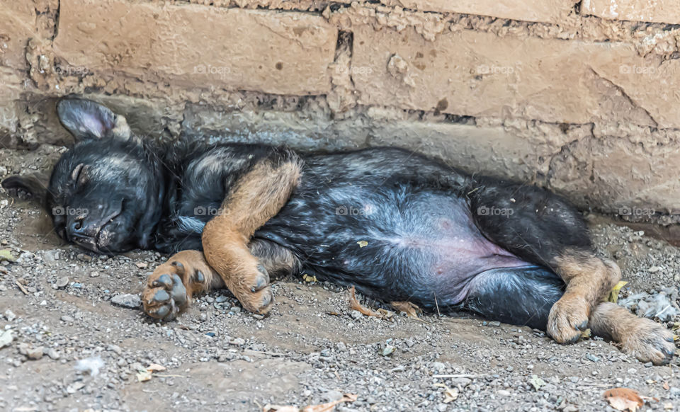 Cute puppy sleeping