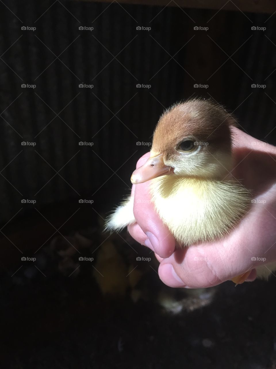 Baby duck 