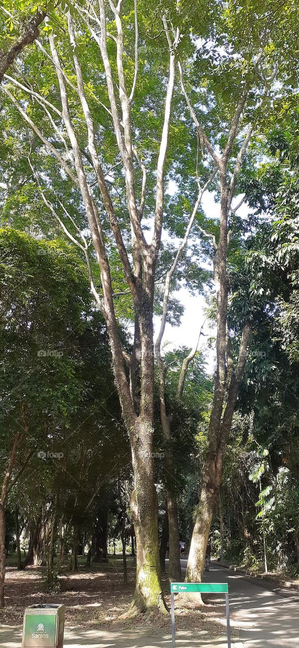 Jardim Botânico de Santos