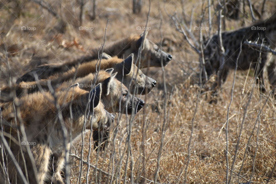 Hyena - Manyeleti Game Reserve, South Africa