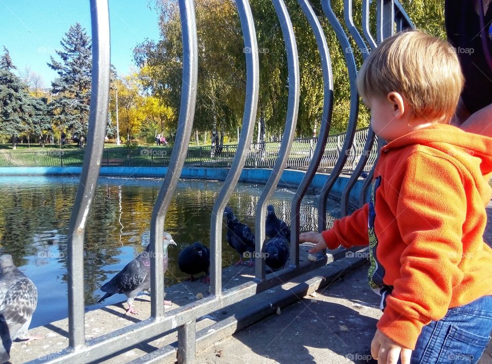 baby feeds pigeons малыш кормит голубей
