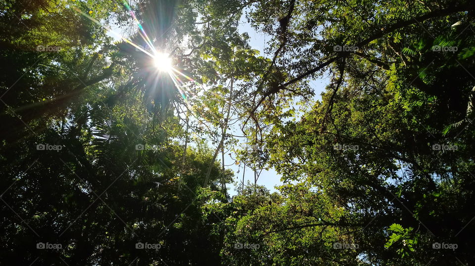 Sol Através da Mata