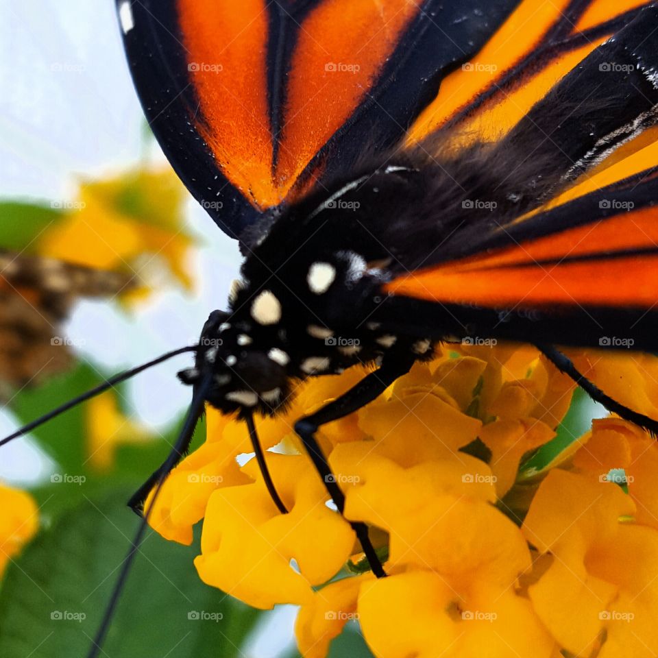 monarch butterfly collecting nectar