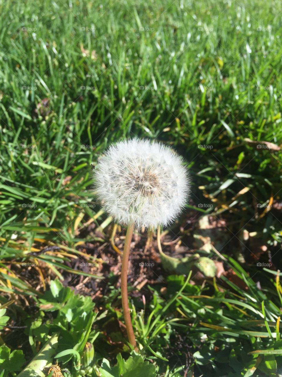 a dandelion on the grass