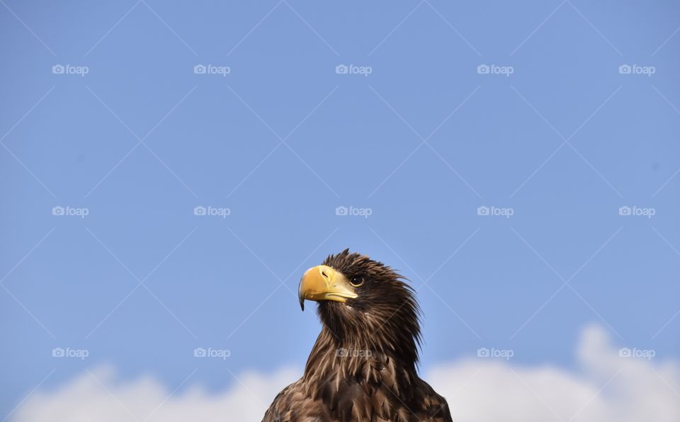 Sea Eagle sitting on a branch and watching out