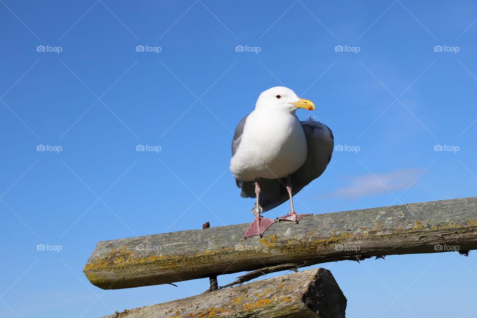 Seagull on a wooden fence 