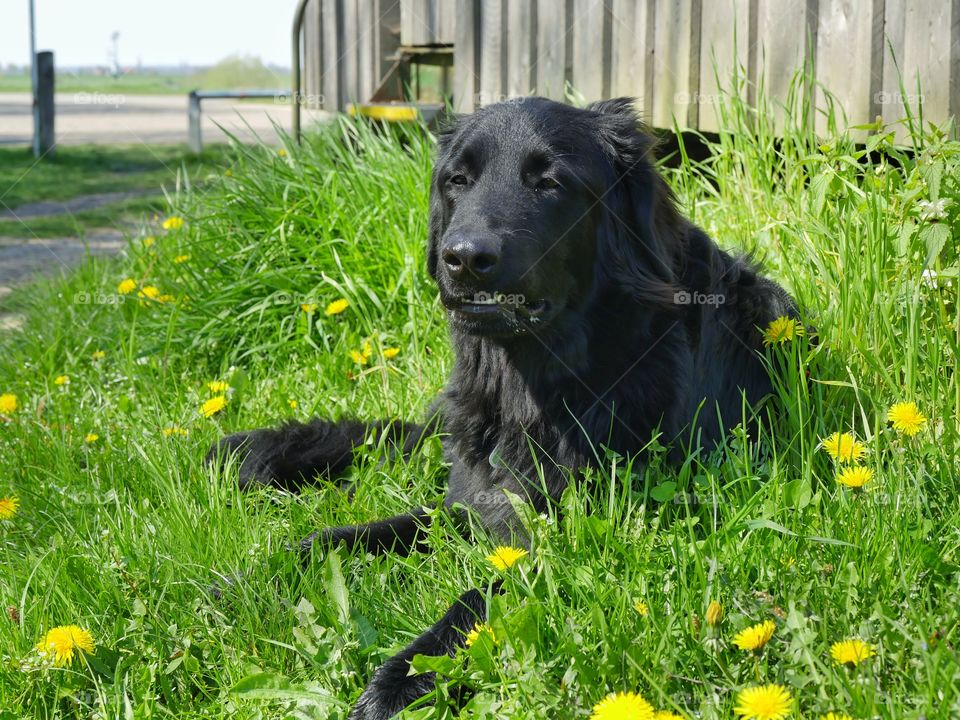 Outdoors with my dog