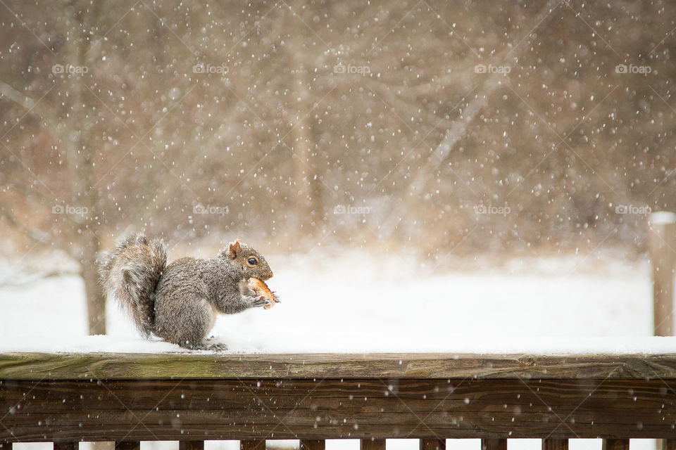 Squirrel Eating Toast In Snow Storm
