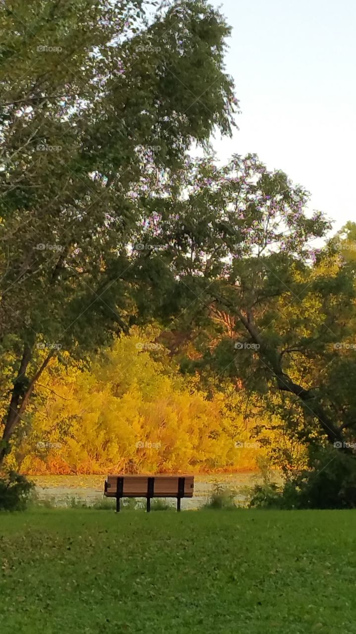 the lonely bench