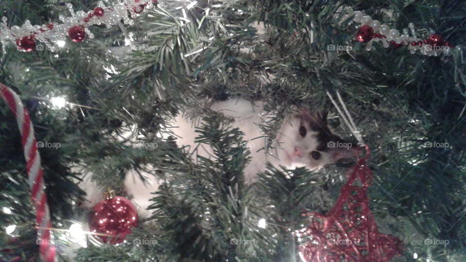 Kitty in a Christmas tree