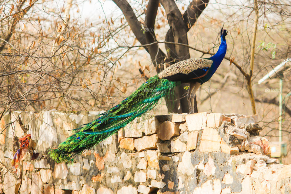 Peacock walking in the forest 