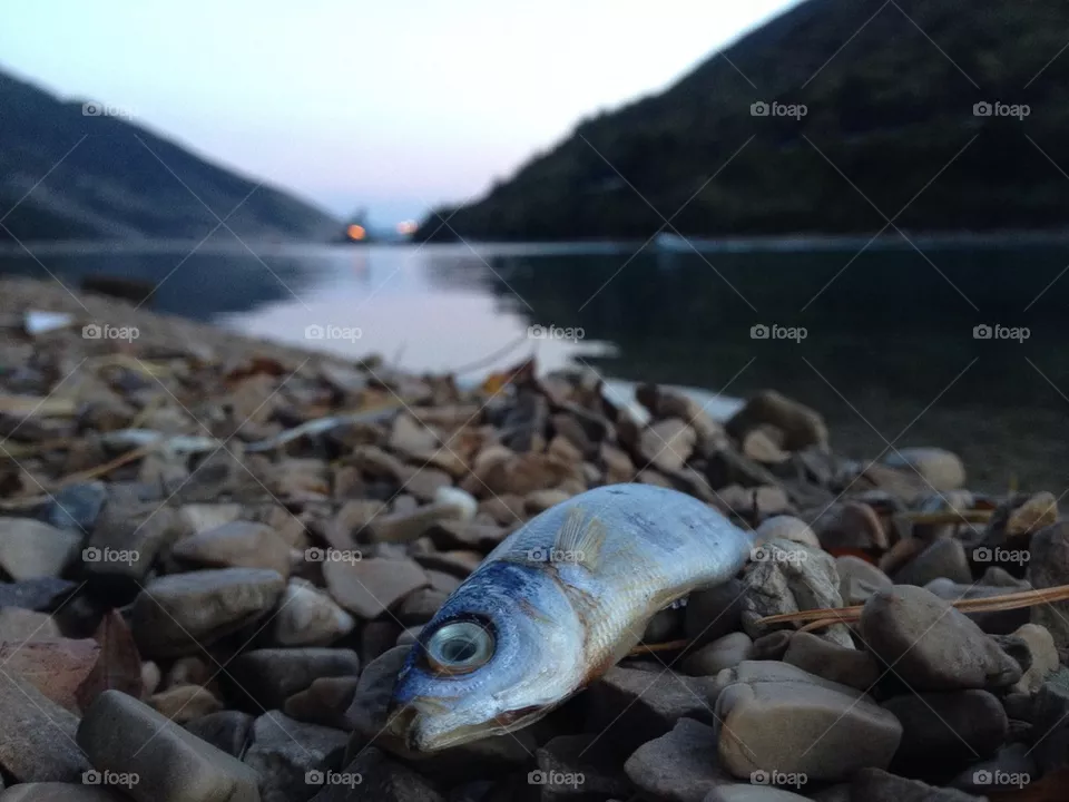 fish