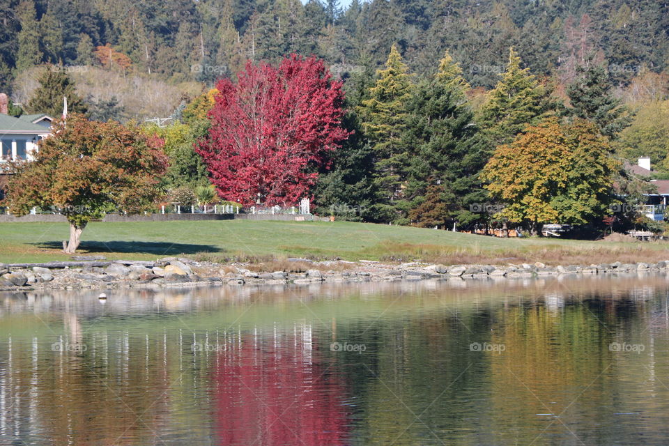 Leaves changing colours slowly their reflection into inlet