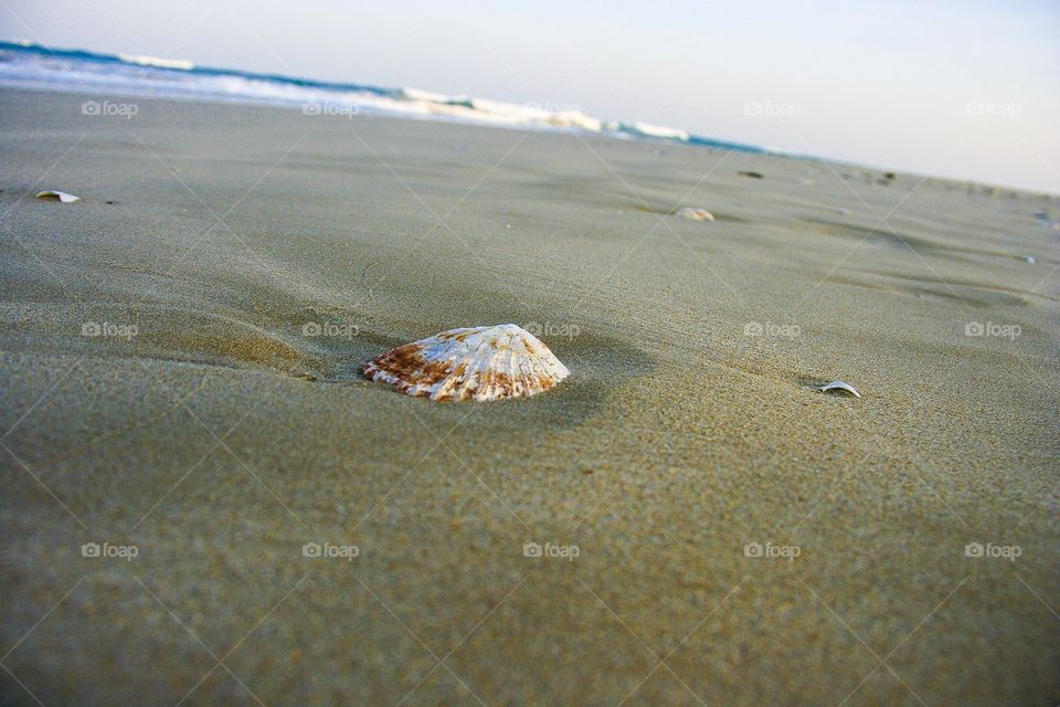 Seashells on the seashore make an excellent subject for this perspective