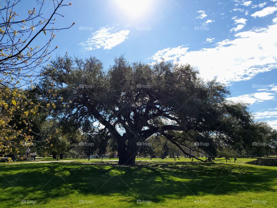 Beautiful mature Texas oak tree in a sunny but partly cozy blue sky day.