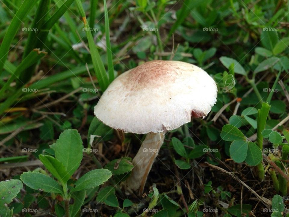 mushroom fungi by alexsd5