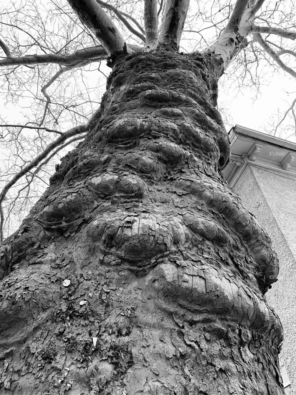 Nature’s Architecture 