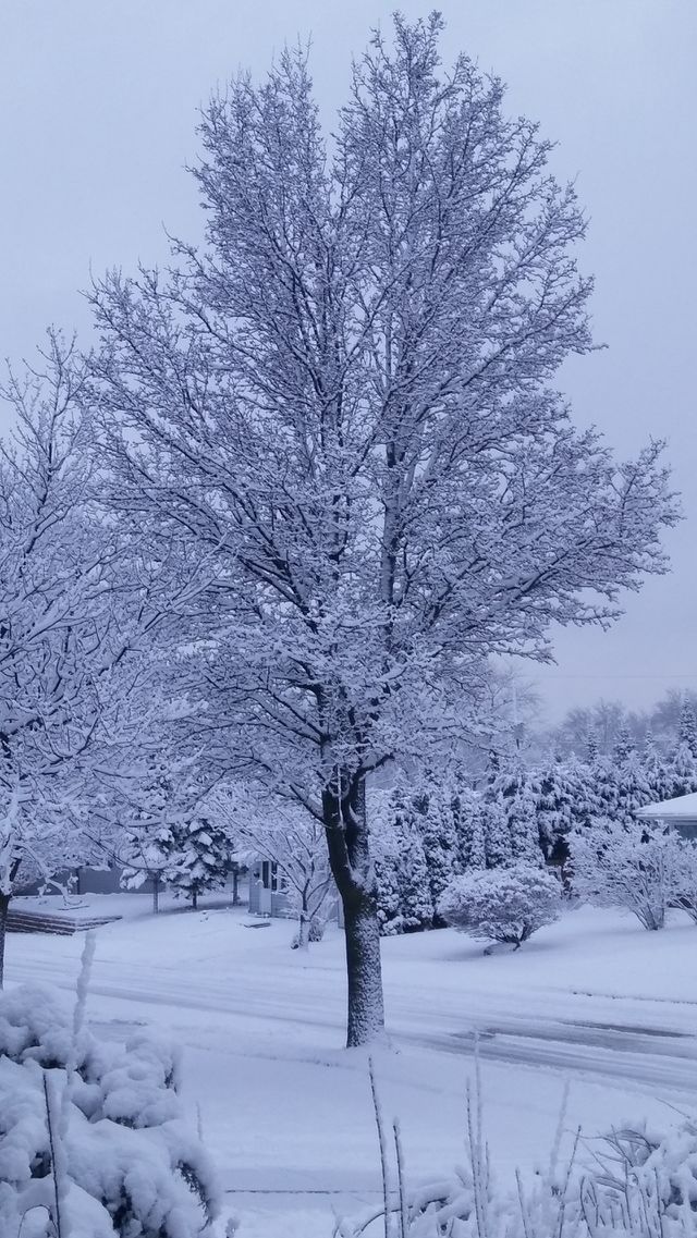 Snow Covered Tree