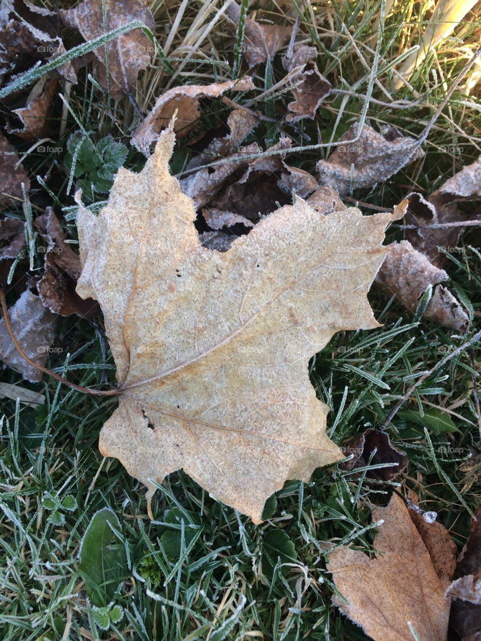 Frosty leaf in the grass