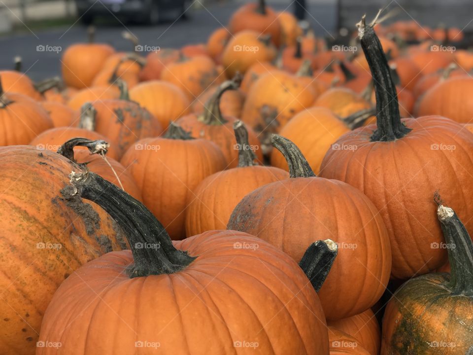 Pumpkins at the pumpkin patch 