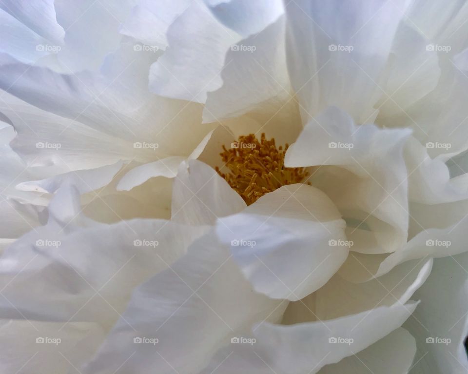 Luxury white flower 