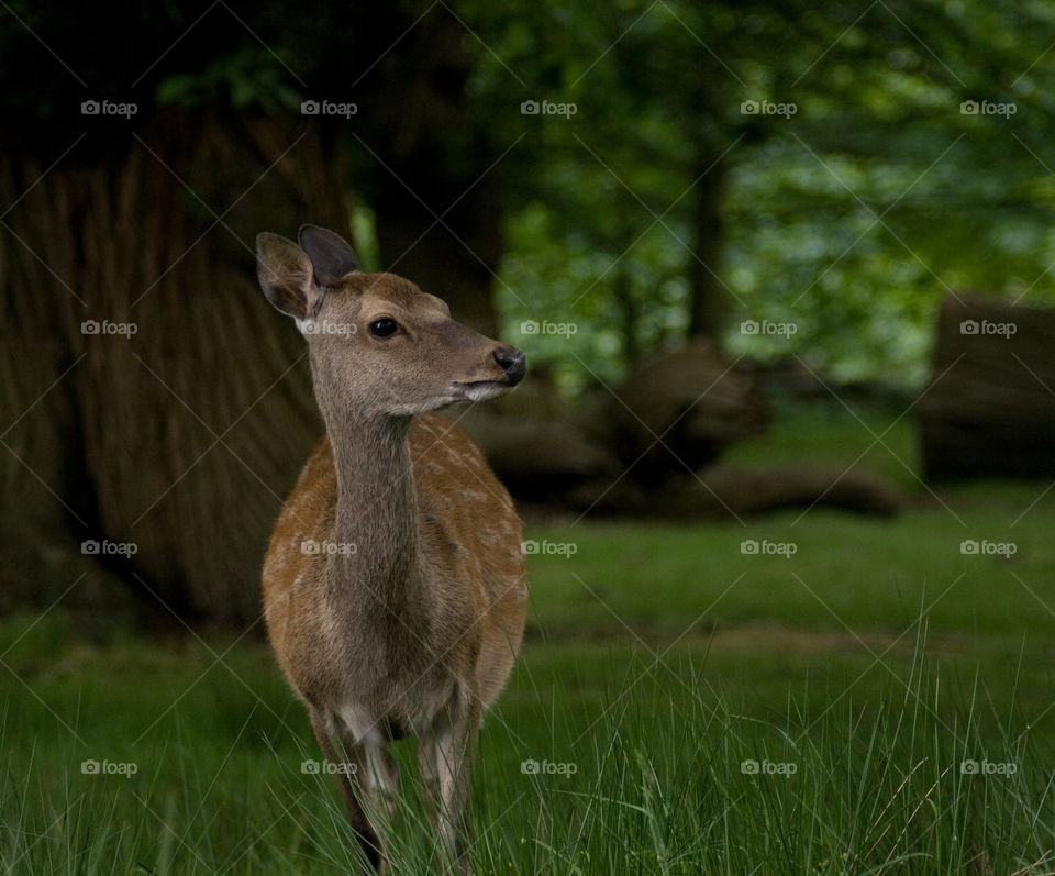 A young deer stays close to the cover of the trees and long grass