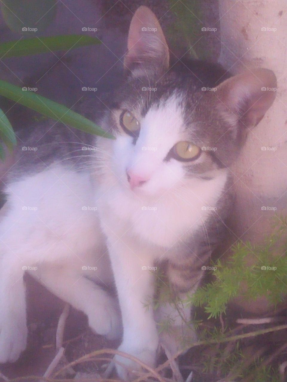 Beautiful cat looking at camera.