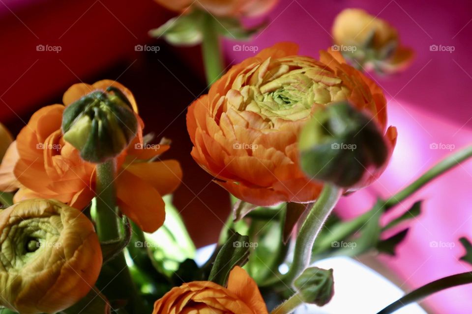 Colourful buttercups 