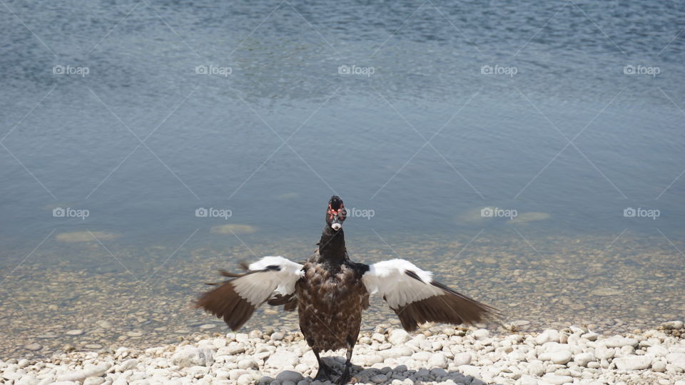 Duck#animal#bird#lake#fly#colors