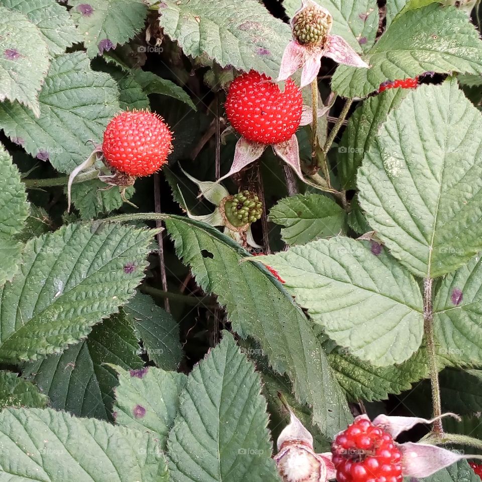 Wild raspberry growing in Fukuoka Prefecture, Japan