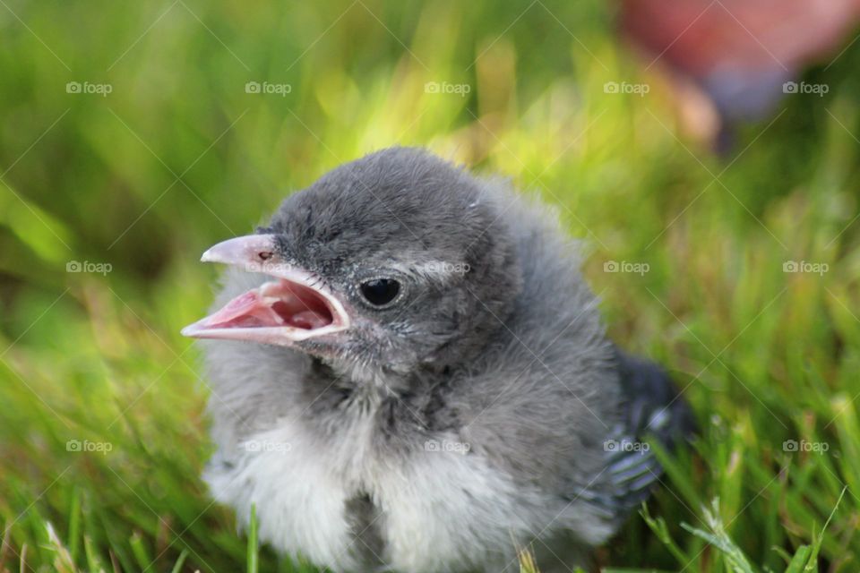 Little Grey and White Baby Bird, looking for mommy for food.