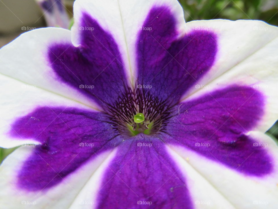 Closeup of a petunia plant 💜