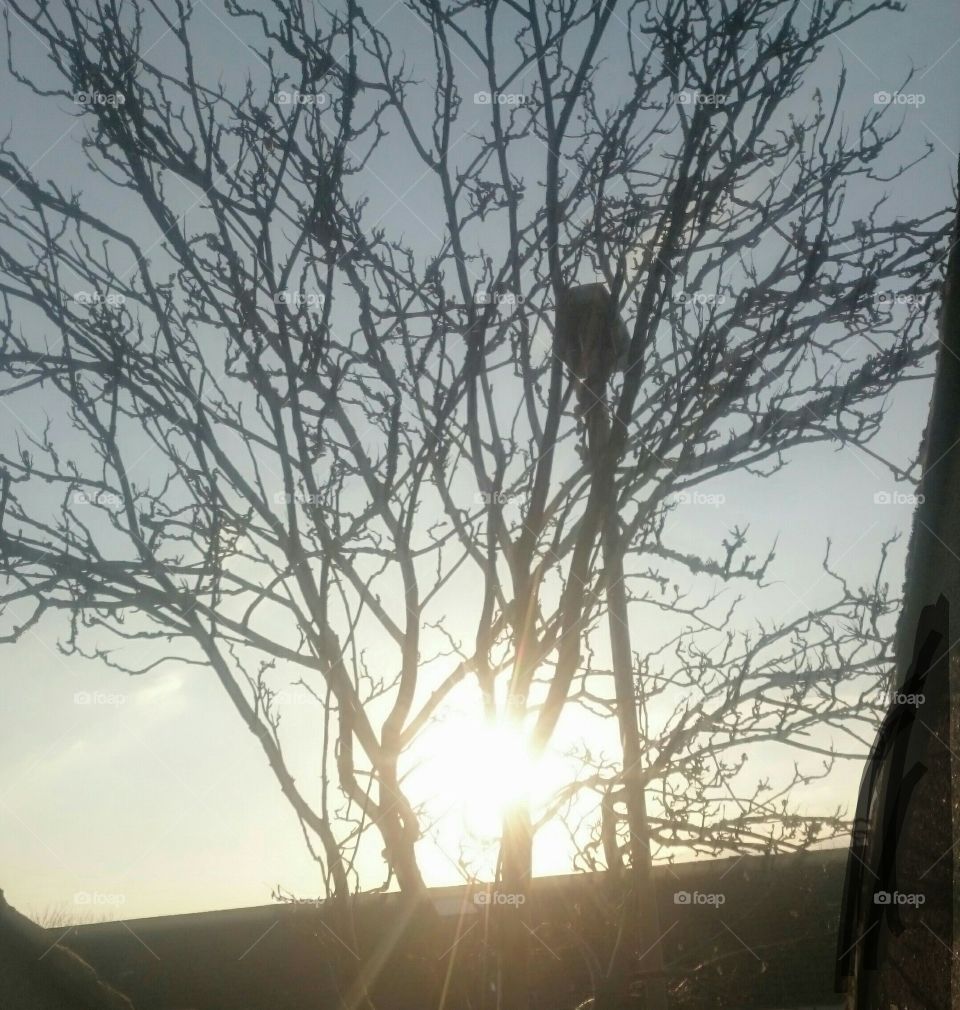 Another shot of sun through a tree in Jedburgh